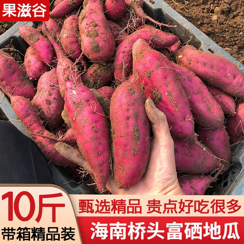 海南澄迈桥头富硒地瓜农家新鲜沙地红薯板栗薯带箱10斤装净重9斤