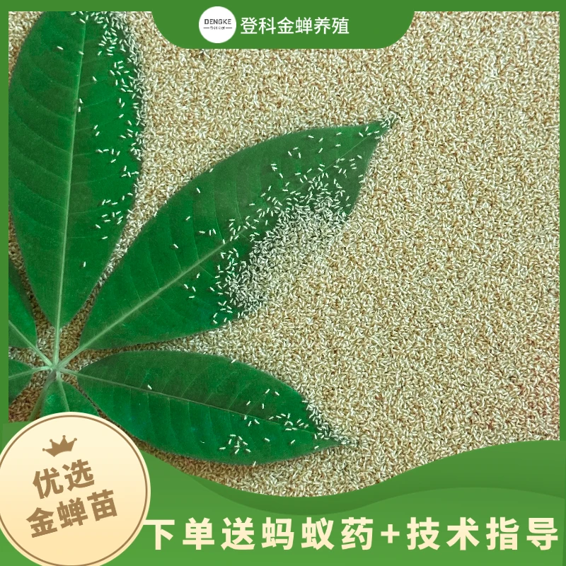 金蝉幼苗爬叉卵种知了猴养殖孵化蝉蚁幼苗【赠蚂蚁药+技术指导】