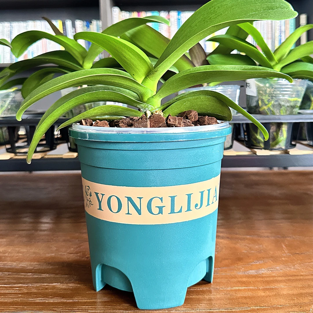 花花喜大王10个加厚控根加仑盆+10个高透花盆蝴蝶兰花绿植专用盆