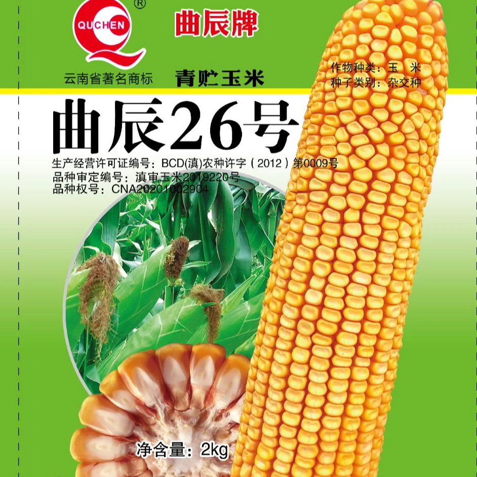 曲辰26号 高产玉米种子 穗大穗粗 产量高 出籽率高 抗病性好