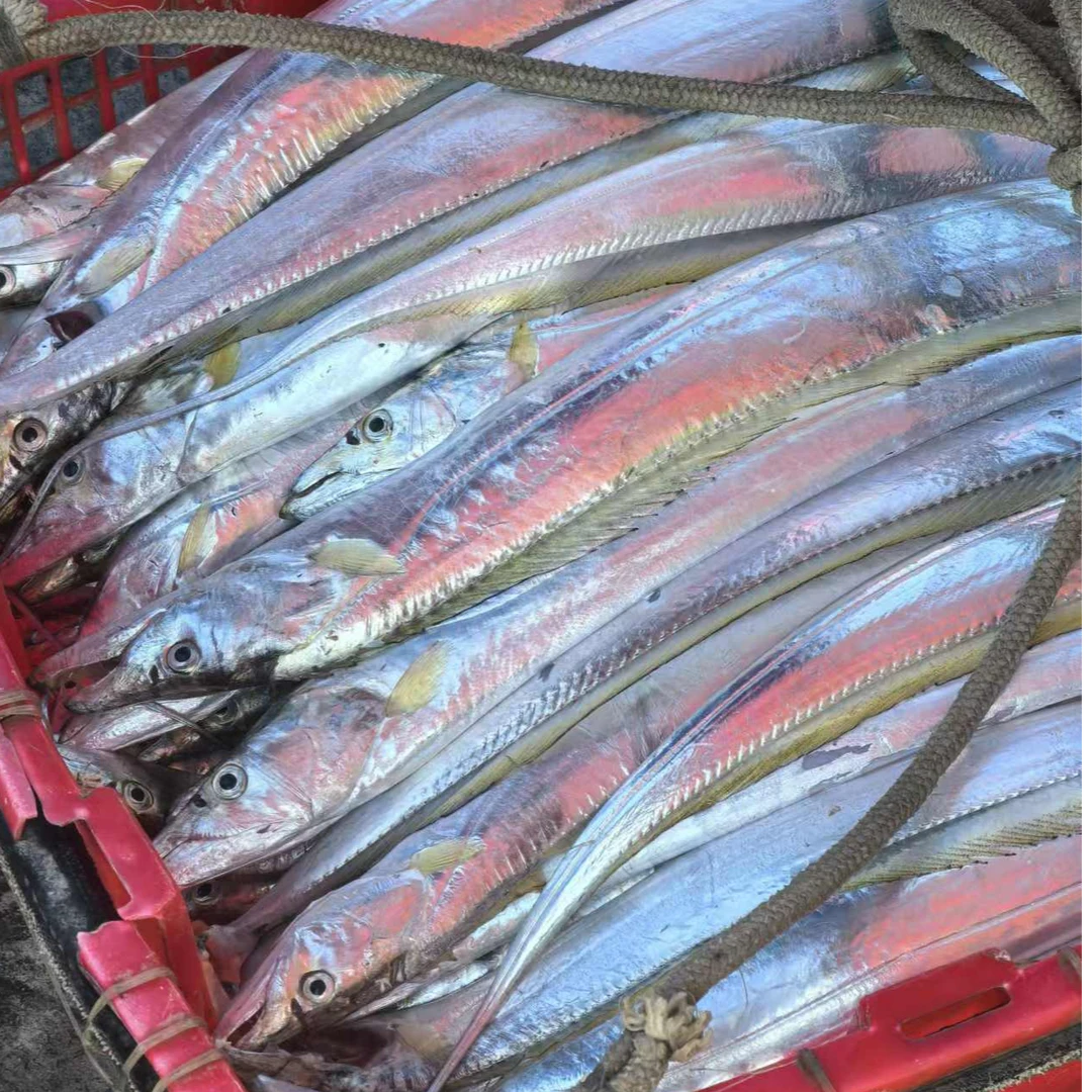 汕尾遮浪本港油章带鱼 新鲜海捕野生油带鱼【不新鲜包赔包退】