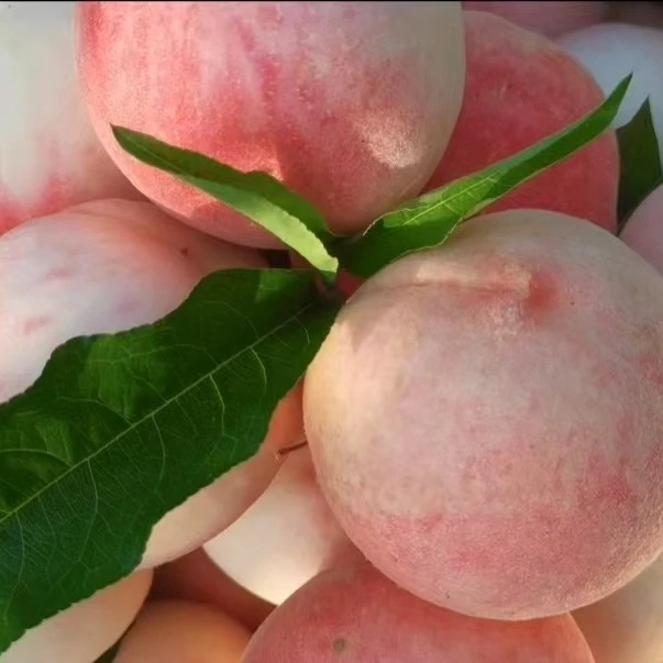 重庆石柱中益脆桃12个装（约2500克）