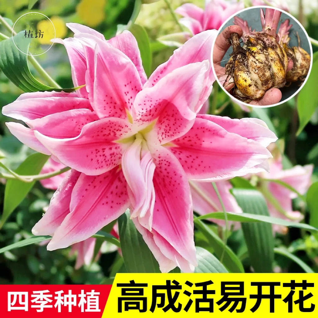 荷兰进口香水百合种球室内阳台盆栽室外地栽耐寒多年生四季开花