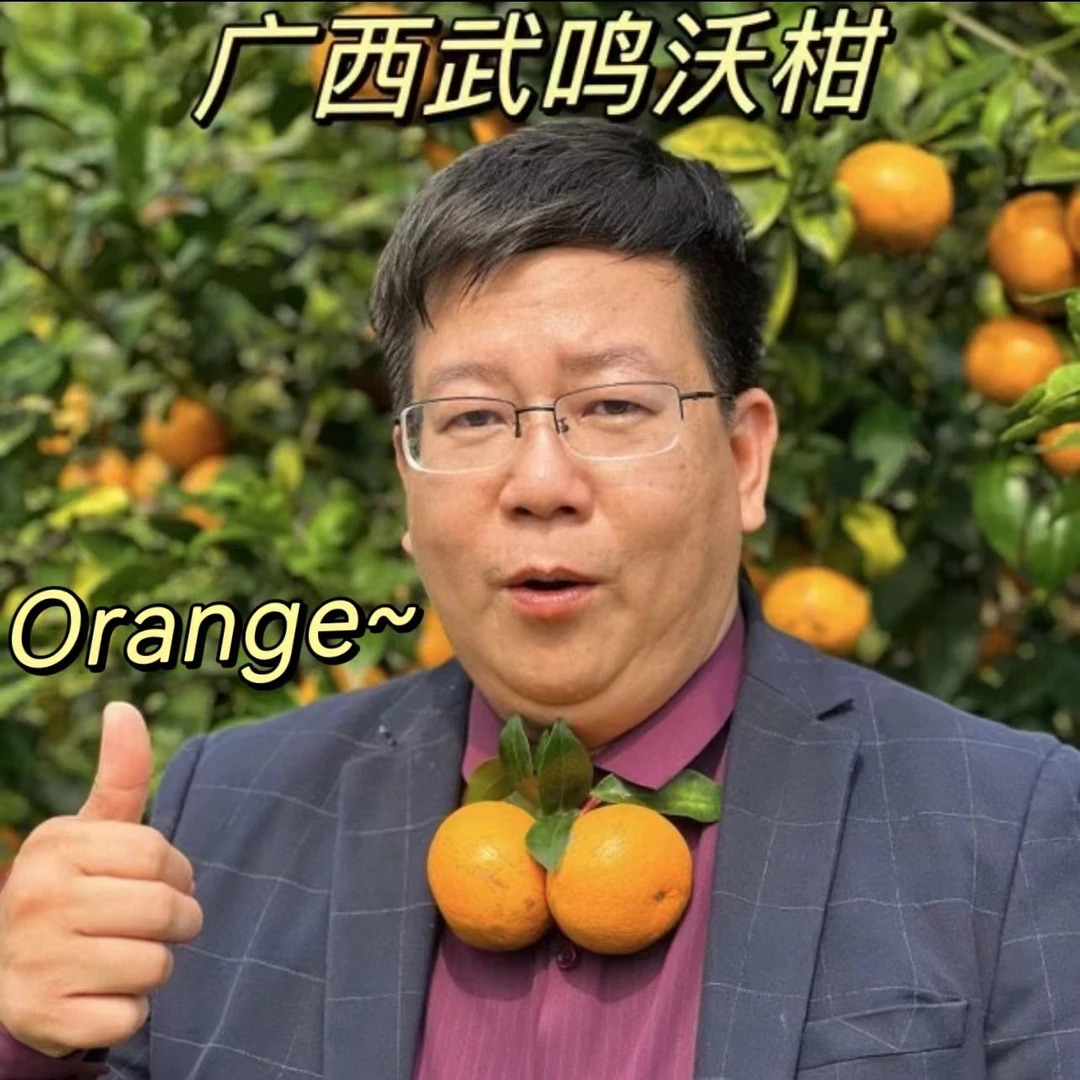 【沃柑橘长】武鸣【商业091无籽沃柑】新鲜采摘 皮薄汁多  坏果包赔