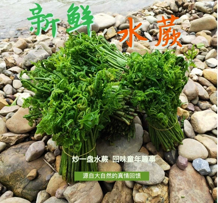 广西桂林全州新鲜水蕨菜现摘现发当季蔬菜青蕨菜河蕨猫爪菜如意菜