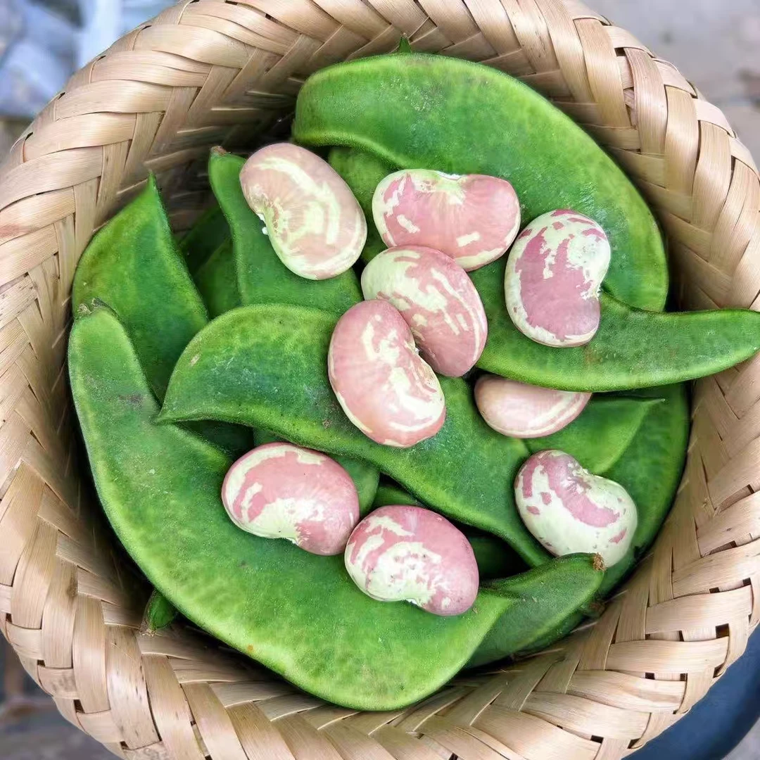 广西桂林农家自种新鲜荷包豆角农家现摘带壳扁豆肾豆时令蔬菜