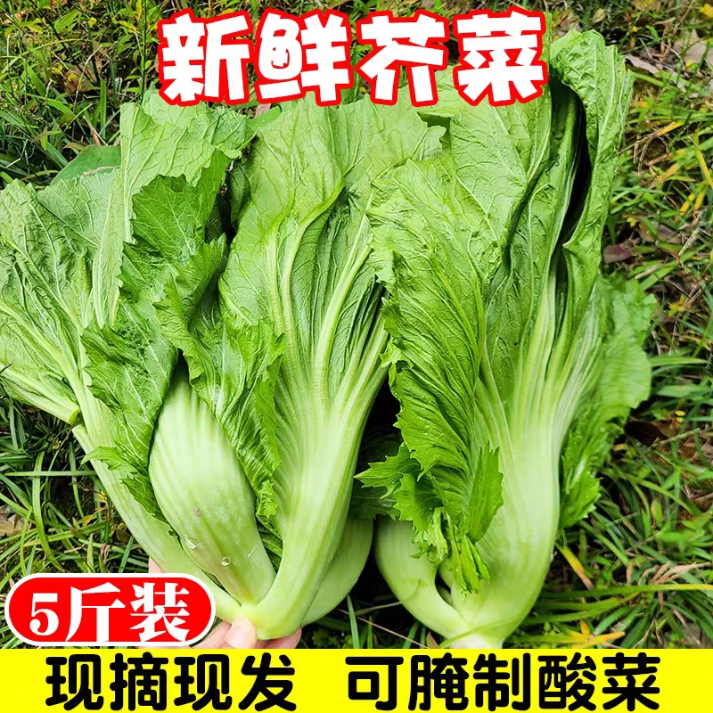 广西桂林全州自种芥菜大叶卷心肉菜可做酸菜新鲜当季蔬菜5/10斤
