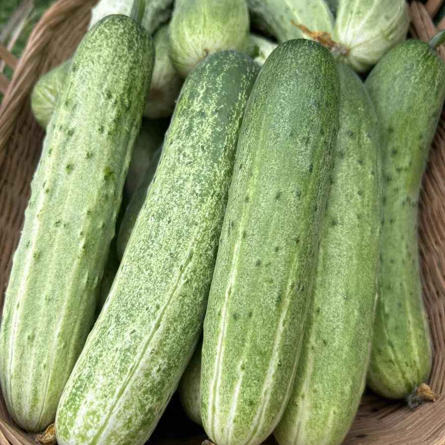 广西桂林全州本地农家自种黄瓜新鲜当季蔬菜土黄瓜青瓜旱黄瓜三斤
