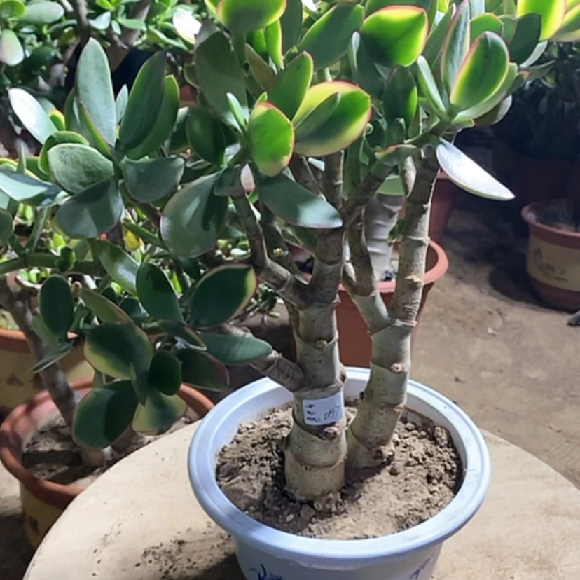 【闪购商品】蕊****?19