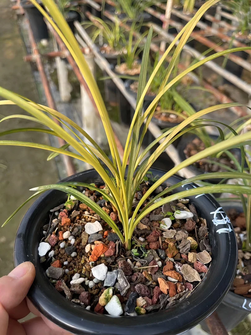 兰花以直播实物为准