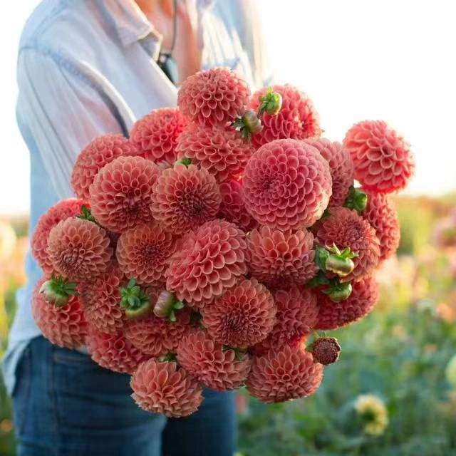 （裕畅园艺）大丽花种球 大花品种小丽花多色多年生 庭院 花期超长