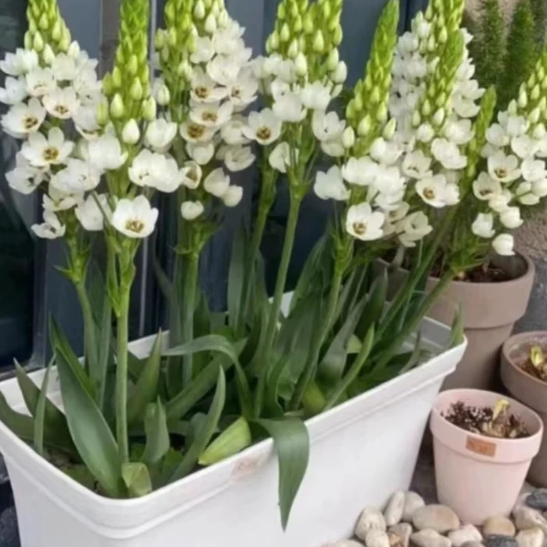 圣心百合种球 秋季栽种 多年生阳台盆栽开花植物