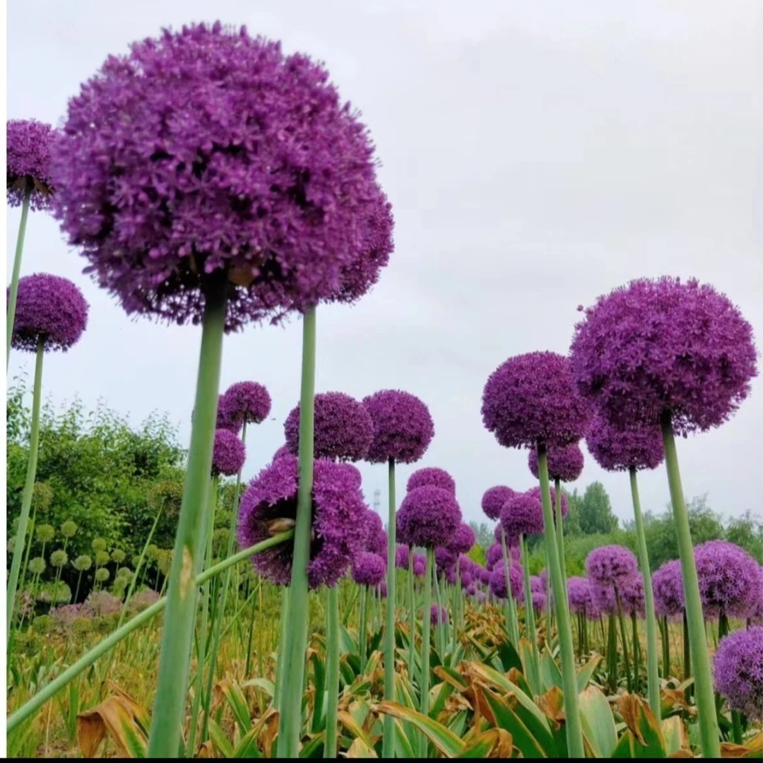 荷兰大花葱种球 耐寒-25°多年生易繁殖 盆栽地栽