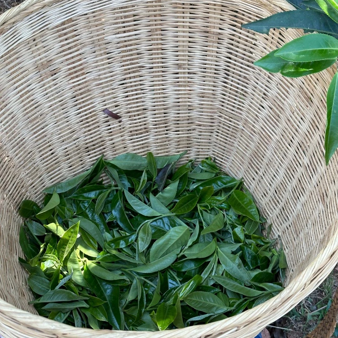 2023年迷说单株春茶散茶
