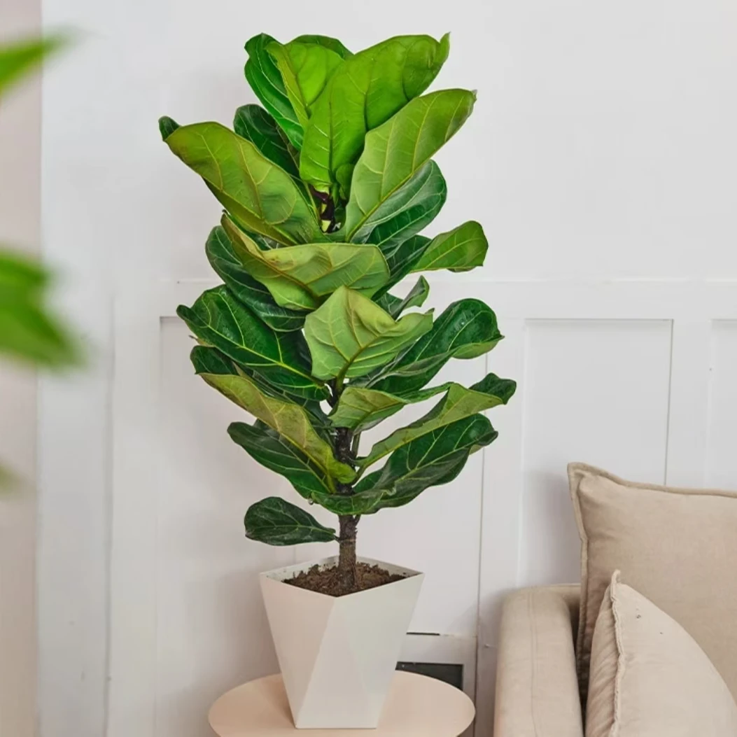 高50-60CM琴叶榕办公室客厅书房去甲醛大叶绿植好养活送白菱形盆