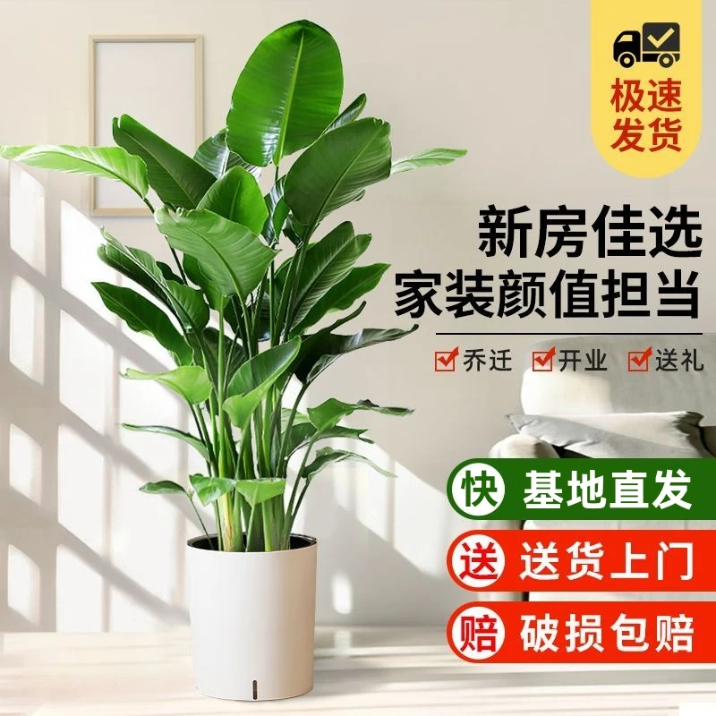 1米6-1.8米天堂鸟盆栽鹤望兰大型绿植易活花卉室内除甲醛四季常青