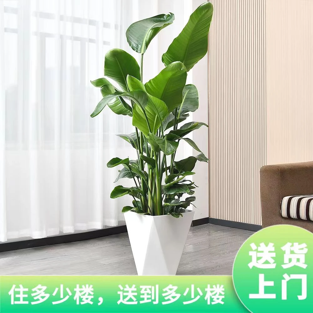 【1.3米-1米5】天堂鸟鹤望兰盆栽绿植客厅室内办公室好养易活除甲醛