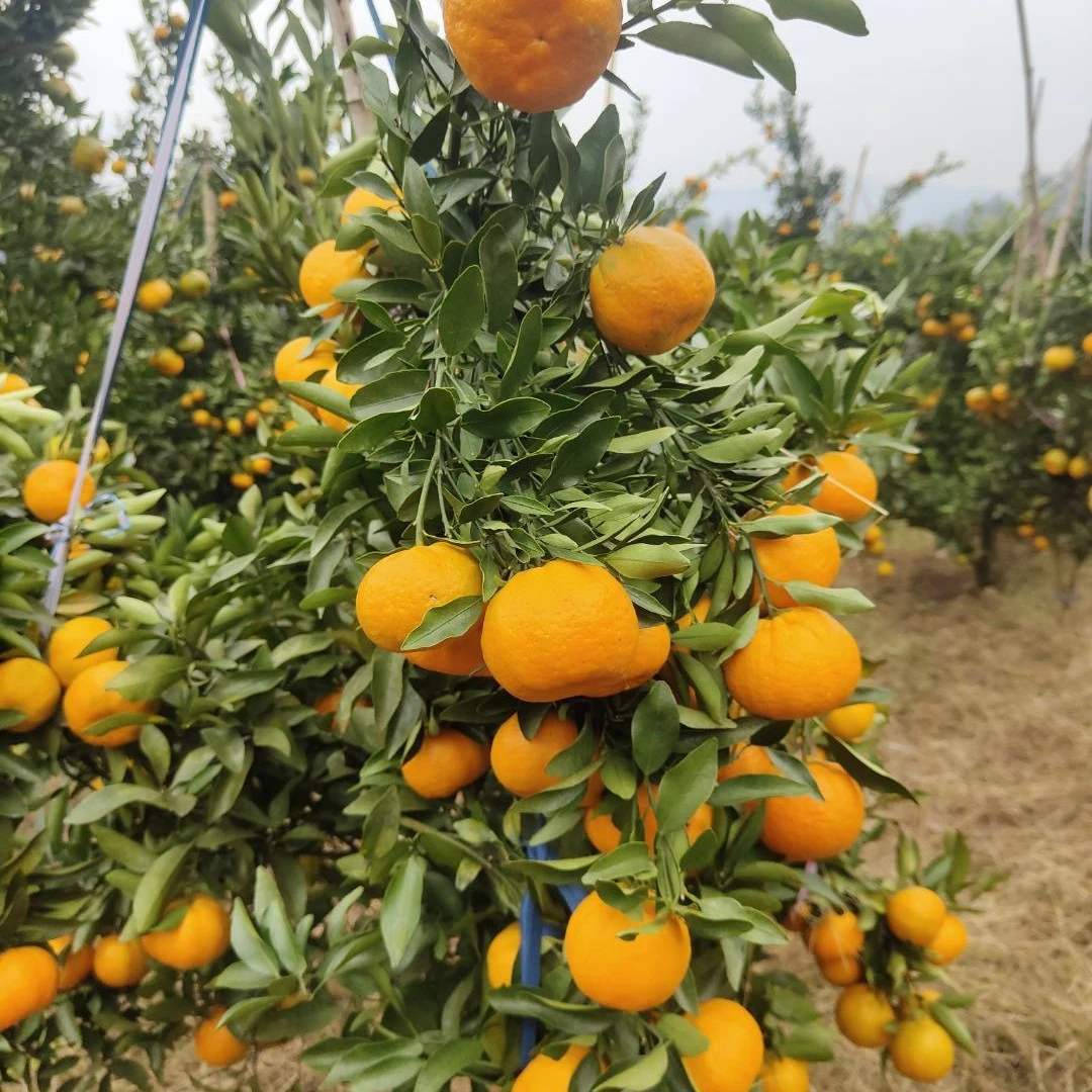 鲜甜椪柑无子纯甜爽口果肉脆嫩多汁包邮到家