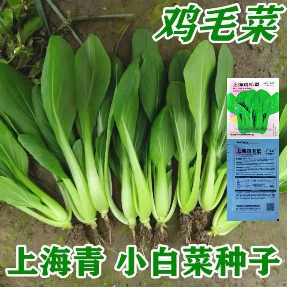 鸡毛菜种子阳台盆栽室内花卉上海青小白菜四季可播种种孑蔬菜种籽