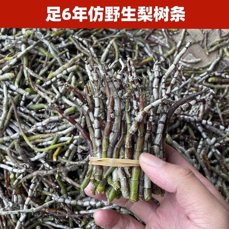 一仙草六年梨树新鲜铁皮石斛鲜条露天生长红杆正宗产地种植