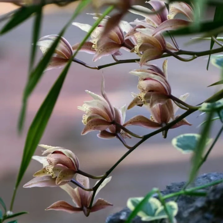 云南高山虎头兰{虎皮兰}