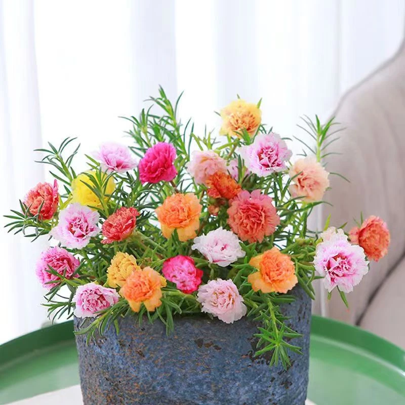 重瓣太阳花盆栽带花苞混色花期适合室外阳台庭院开花绿植好养花卉