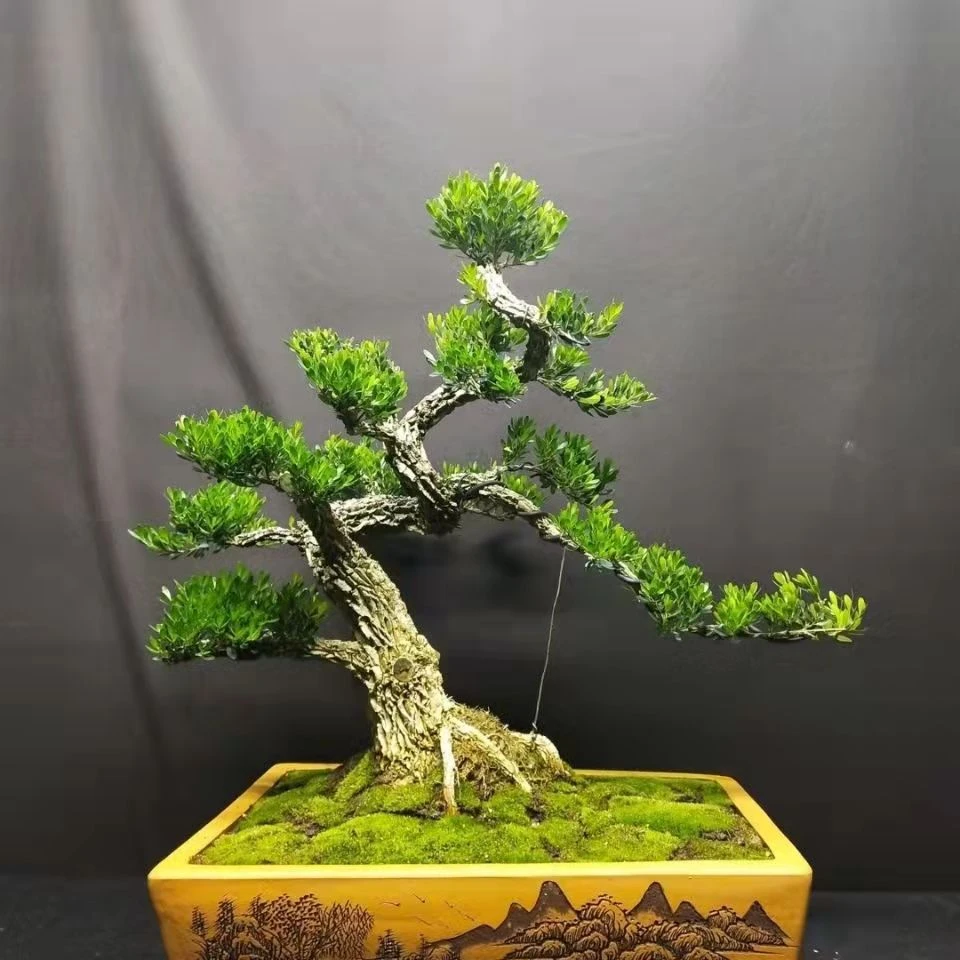 精品瓜子黄杨盆景造型黄杨老桩黄杨盆景四季常青栽培植物美观春季