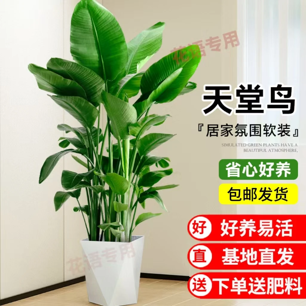 【宠粉亏米】90-100cm天堂鸟客厅家居绿植四季常青净化空气【SY感鲜