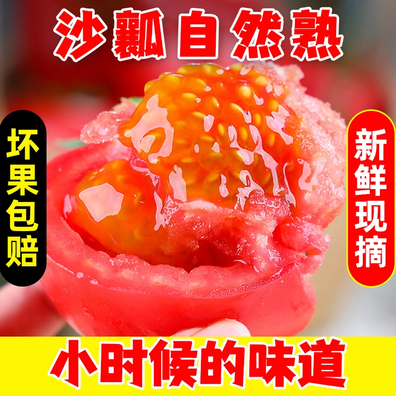 甘肃沙漠西红柿番茄生吃粉红西红柿新鲜蔬菜自然熟沙瓤3/5斤