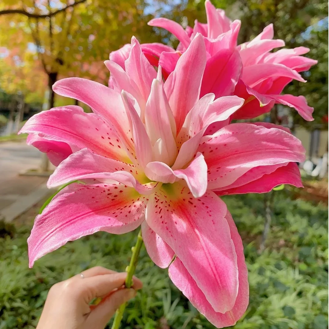 红美人  重瓣香水百合·基地直发·鲜花冷链运输