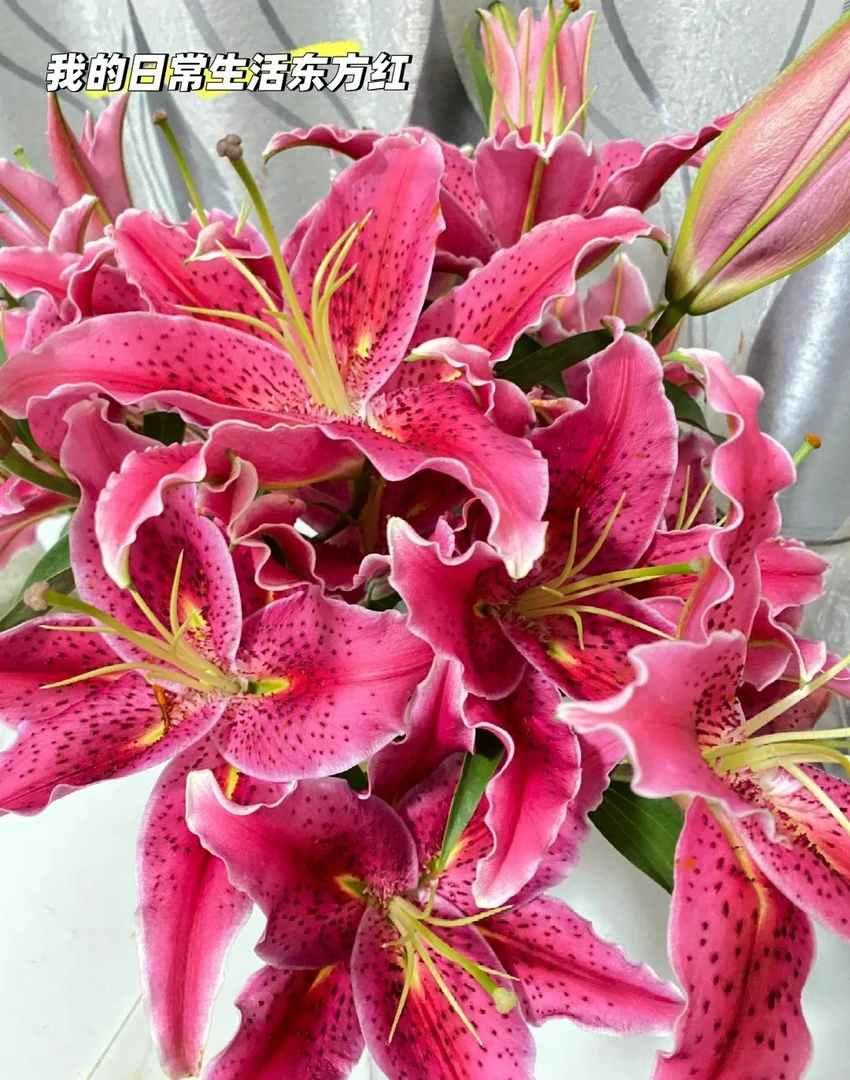 新品草莓沐恩·单瓣香水百合