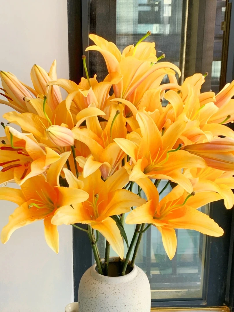 （飞飞甄选）新晚霞香水百合·百合基地直发