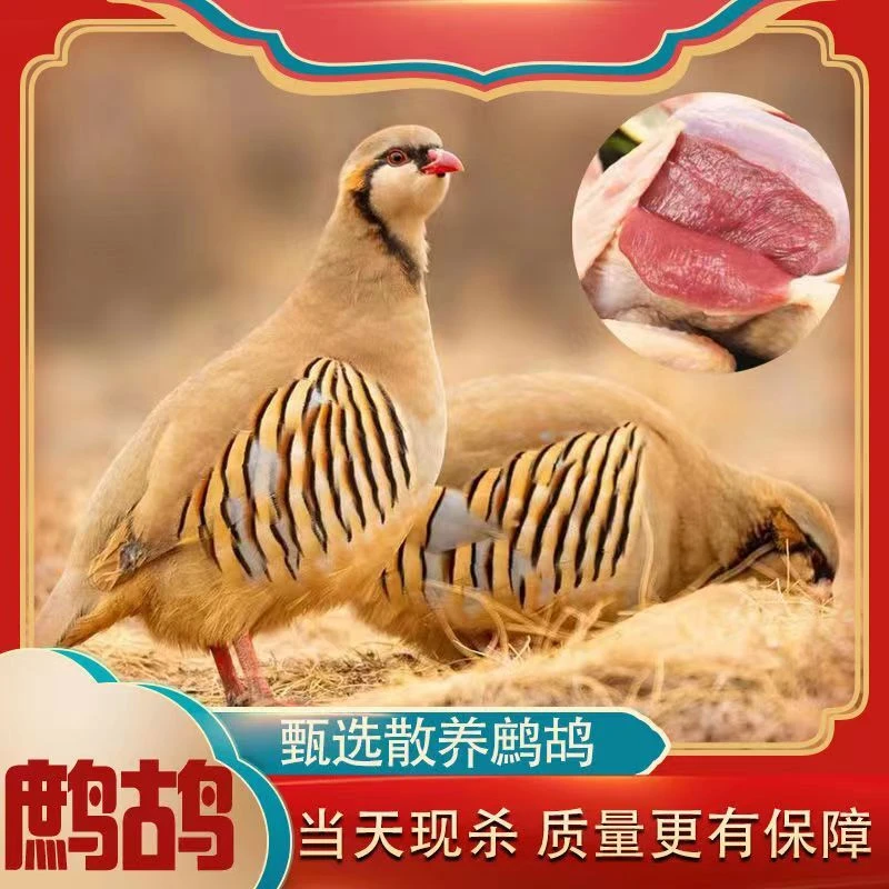 精品人工养殖现宰现发呱呱鸡咕咕鸡4只共净重2斤左右冷链发货