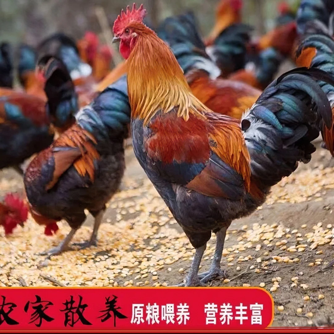 【盘山生态养殖】正宗散养黑窑土鸡现杀新鲜黑脚公鸡净重4-5斤