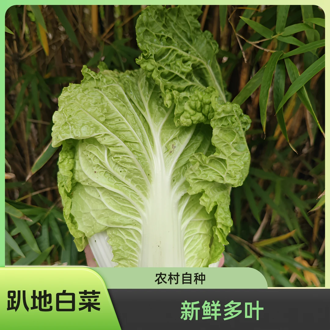 贵州麻叶白菜多叶杆少农村自种新鲜蔬菜