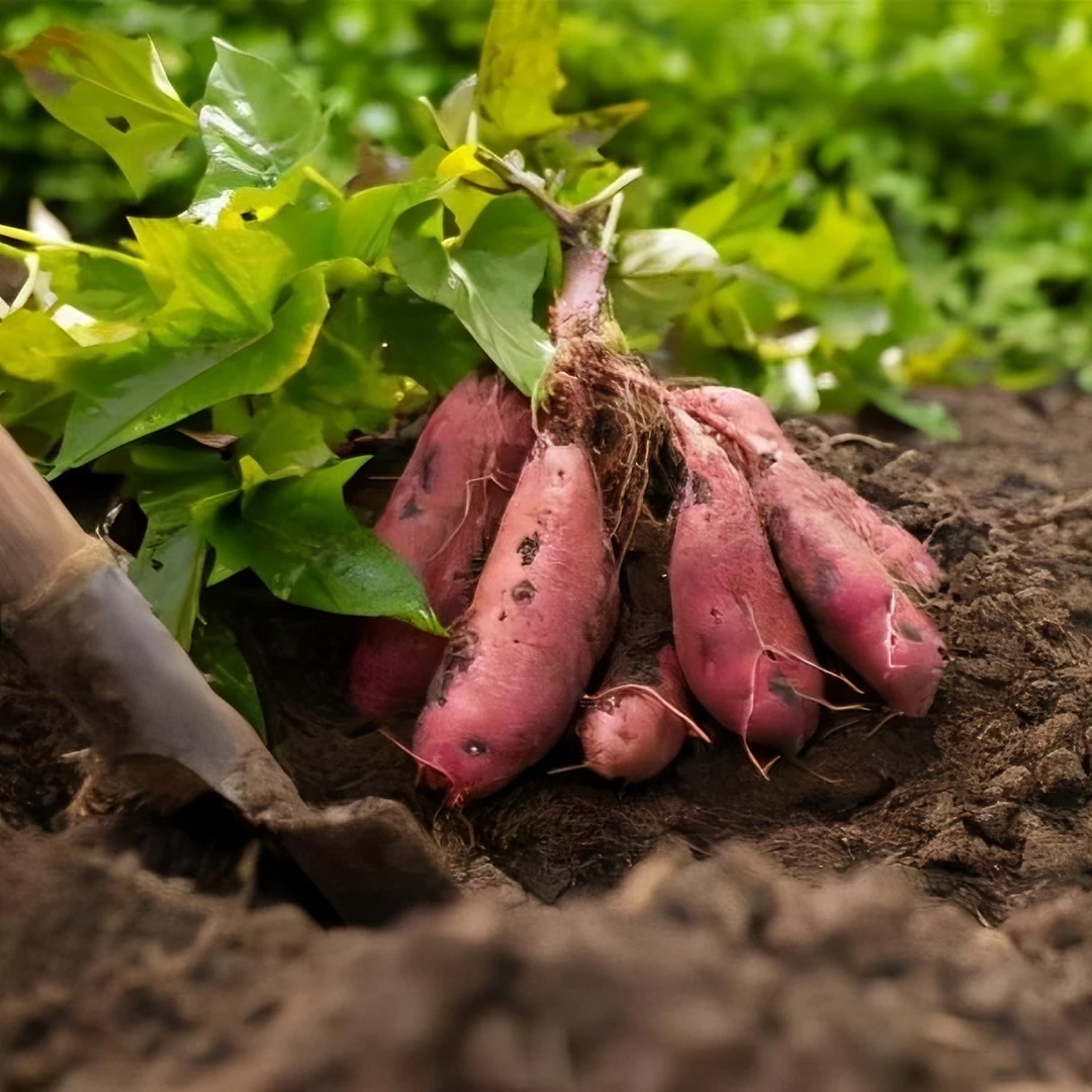 【新鲜红心蜜薯】贵州沙地红薯现榨香甜板栗蜜薯番薯地瓜3斤/5斤