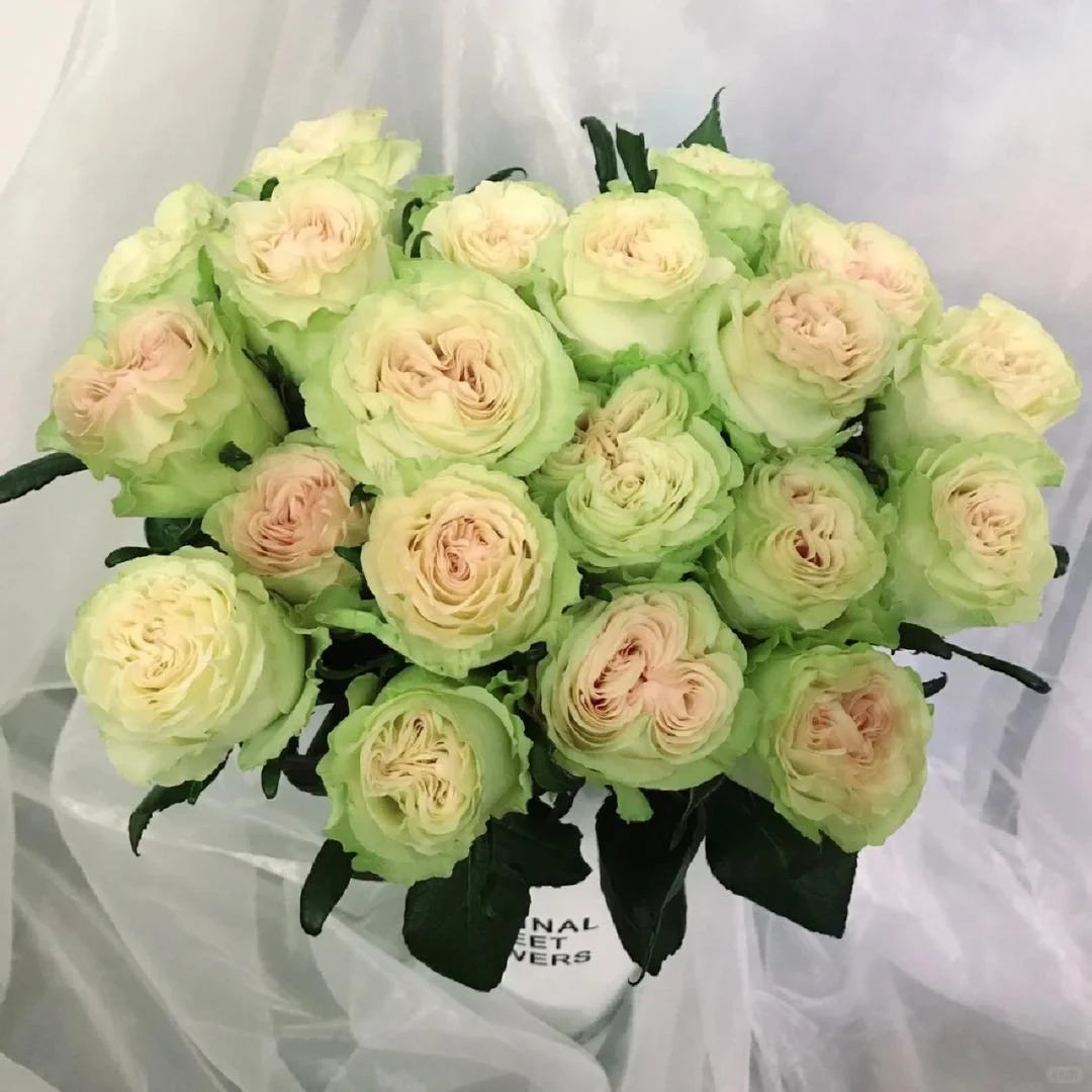 【A+琉璃翠玫瑰】云南高品质鲜花 全场鲜花任意两单及以上包邮