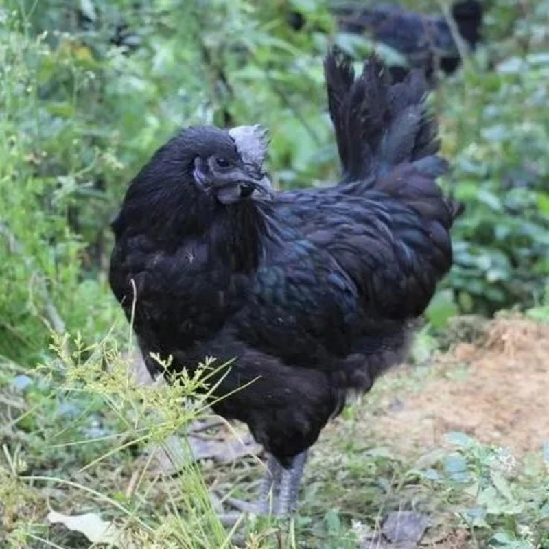 农村散养2年五黑乌鸡新鲜现杀2.2斤以上乌骨鸡