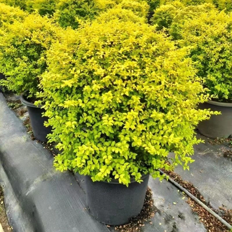 亮晶女贞球别墅庭院阳台室外造景花镜观叶植物四季常青耐寒大盆栽