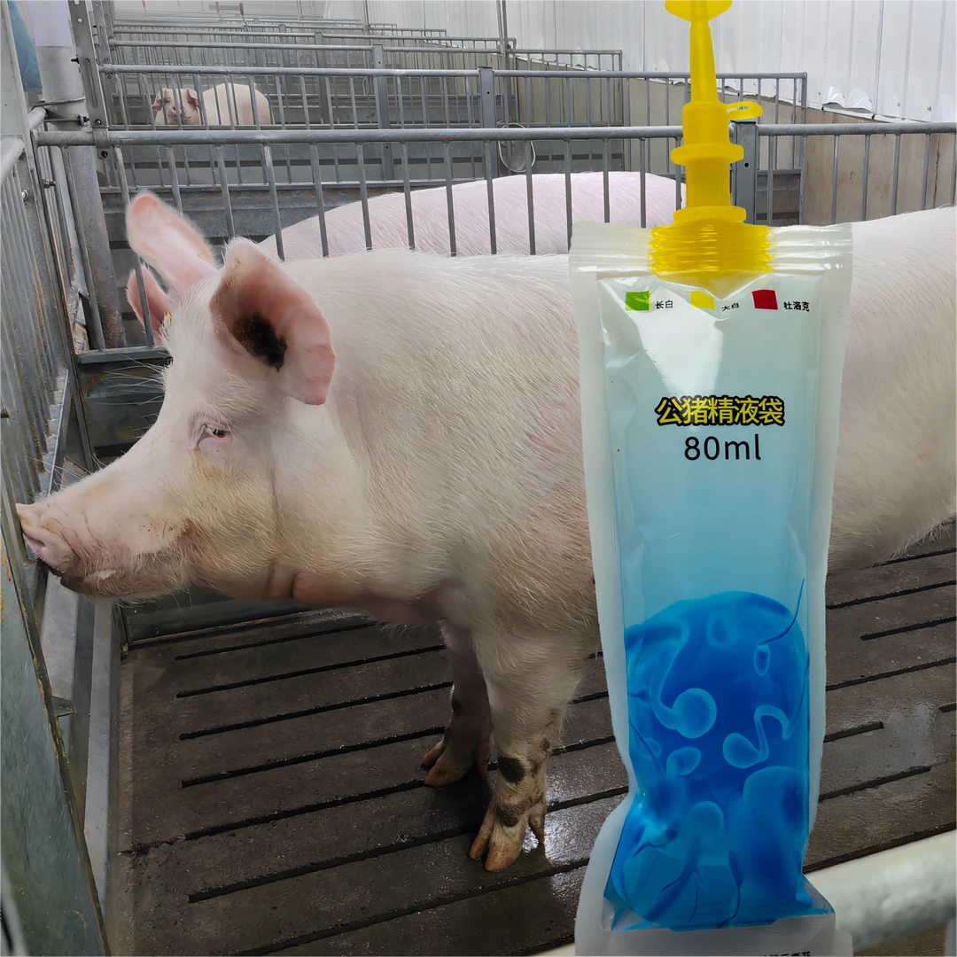 森和种猪场育种双阴猪精 法系大白长白 9对乳头 现采快发