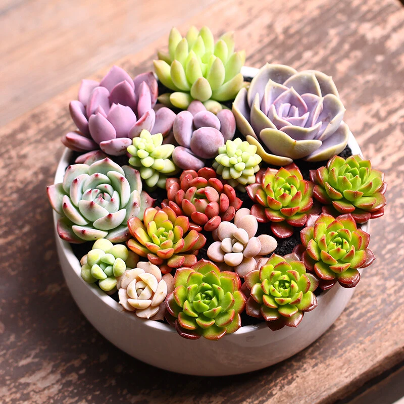 2000号带盆土栽好  云南多肉植物组合批发新手直播花卉大颗好养