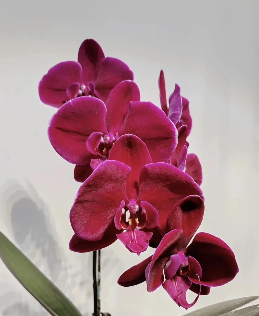 牛记黑脸蝴蝶兰3.5成熟苗不带花室内盆栽植物花期长基地直发