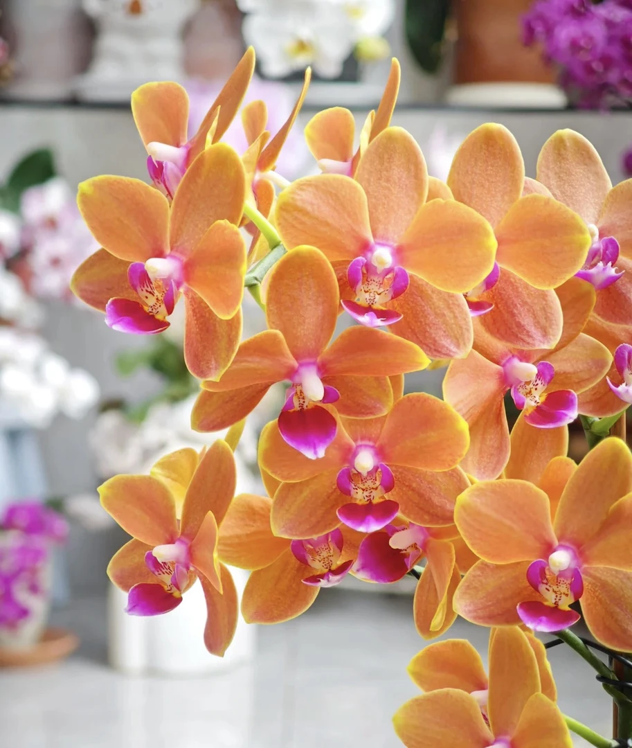 椎名罗马情人蝴蝶兰5.0成熟苗不带花室内盆栽植物花期长基地直发