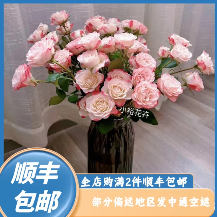 折射多头玫泡泡（京东/顺丰包邮）.云南鲜花基地直发保水云南鲜花