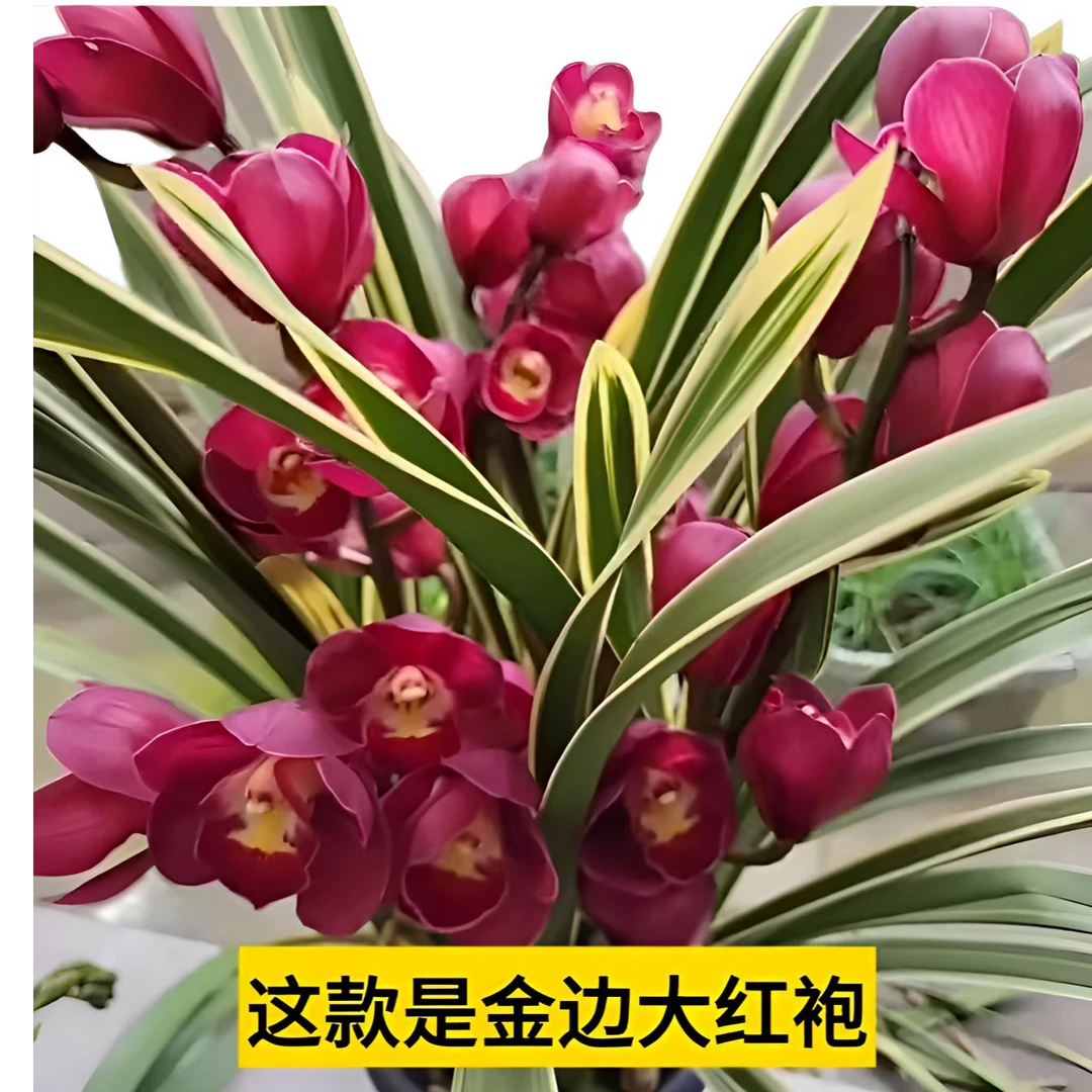 大花蕙兰—金边大红袍