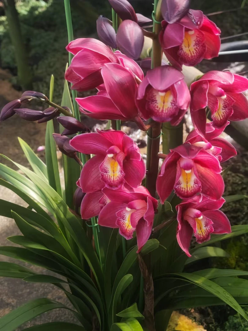 大花惠兰——万紫千红（车厘子）