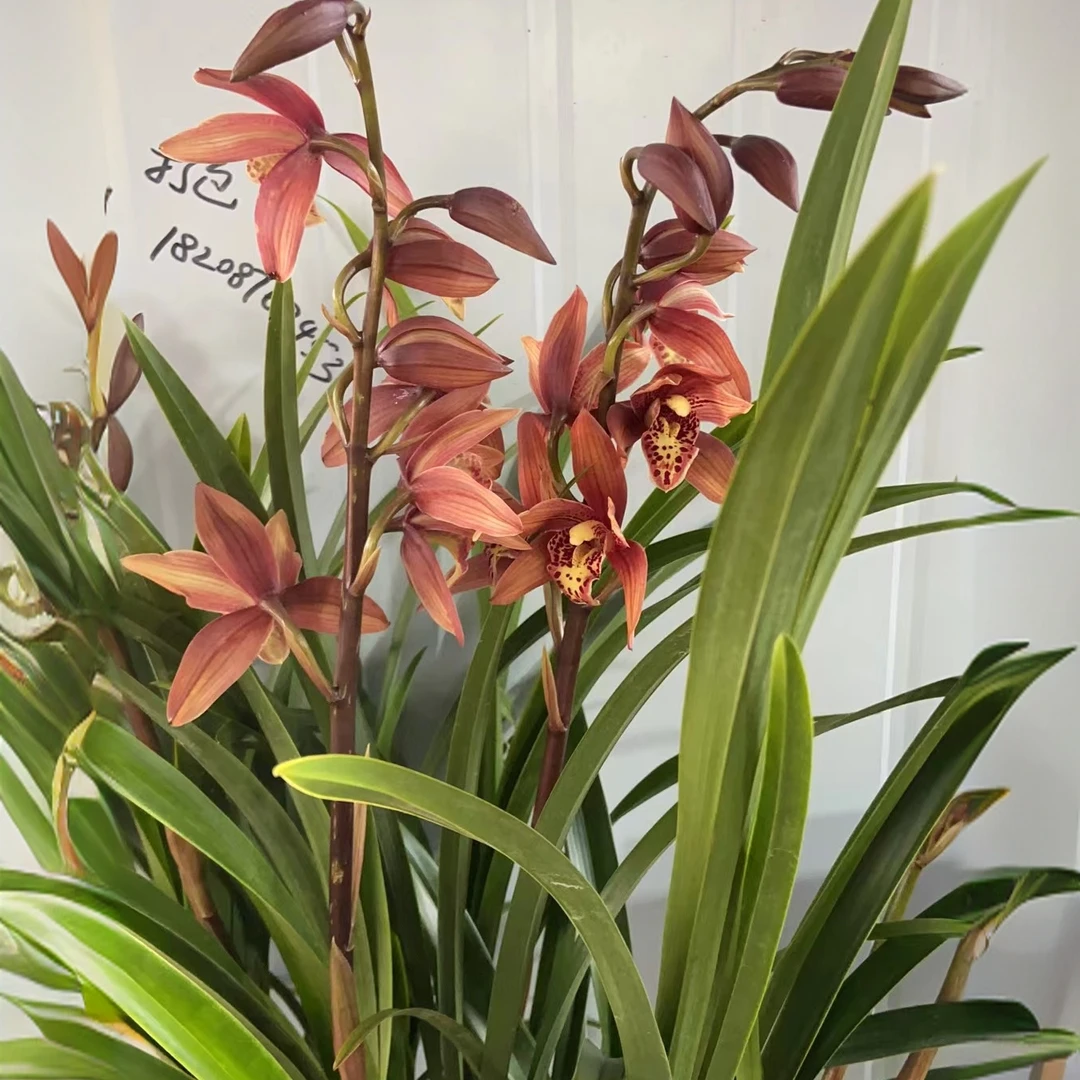 四季好养杂交兰浓香型大花醉美人