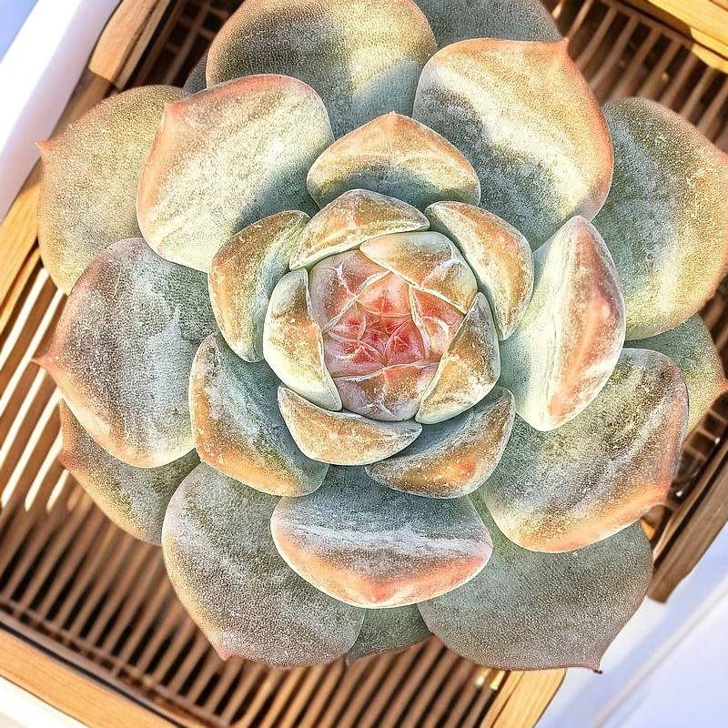 景天科多肉植物。