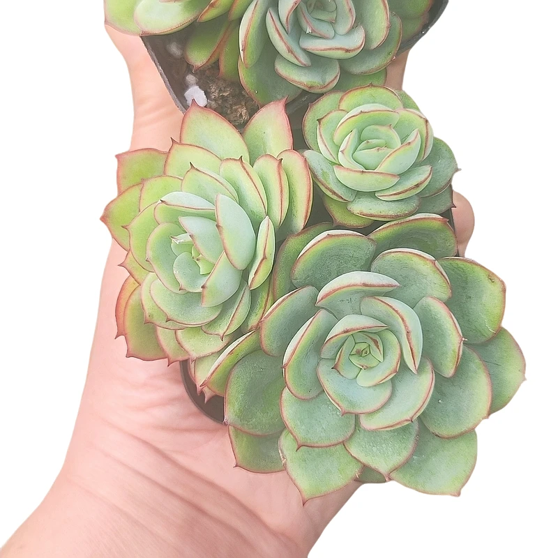 帕拉梅拉【满19.9包邮发货】多肉植物