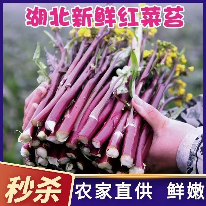 湖北红菜苔新鲜现摘紫菜苔打霜菜苔时令蔬菜